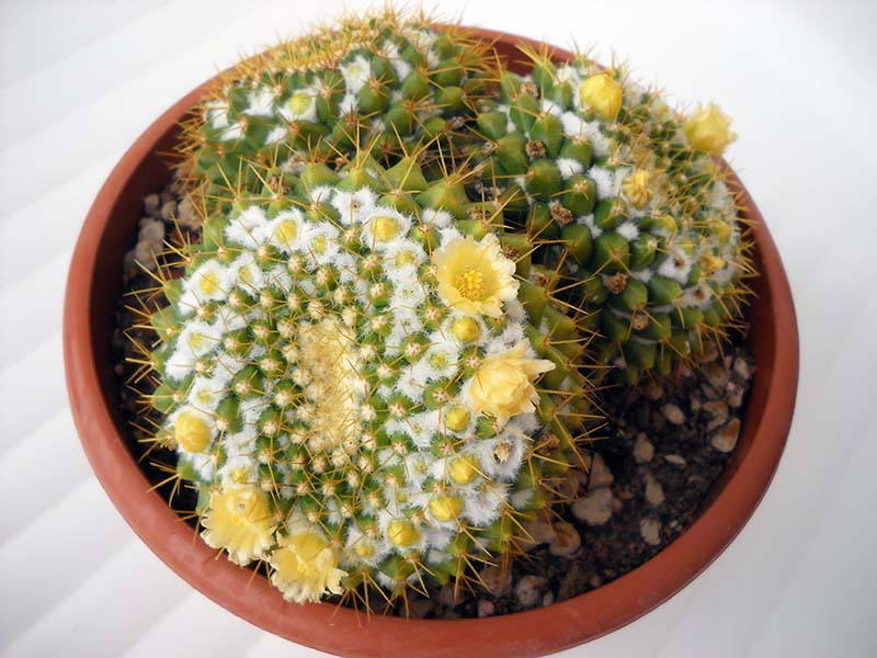 Mammillaria marksiana 