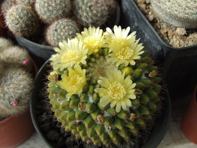 Mammillaria marksiana 