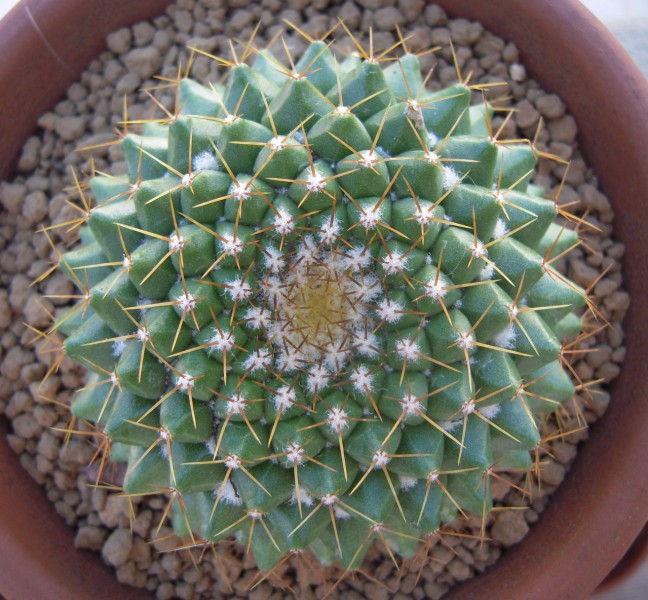 Mammillaria marksiana 