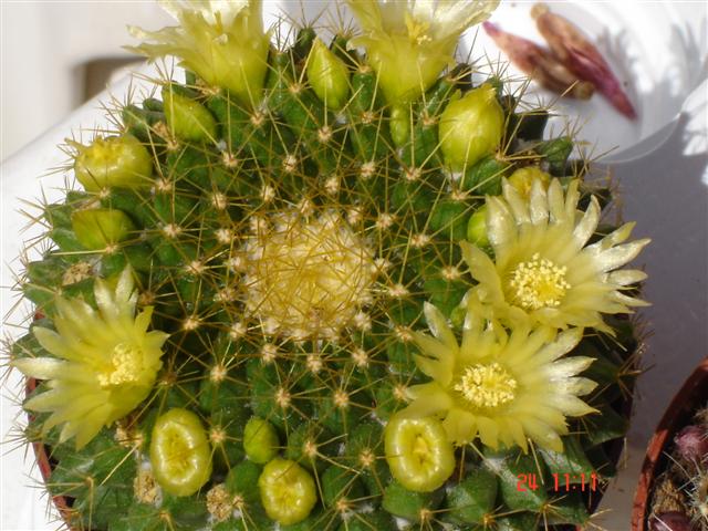 Mammillaria marksiana 