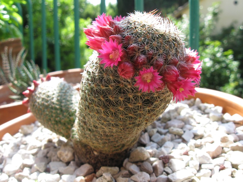 Mammillaria matudae 