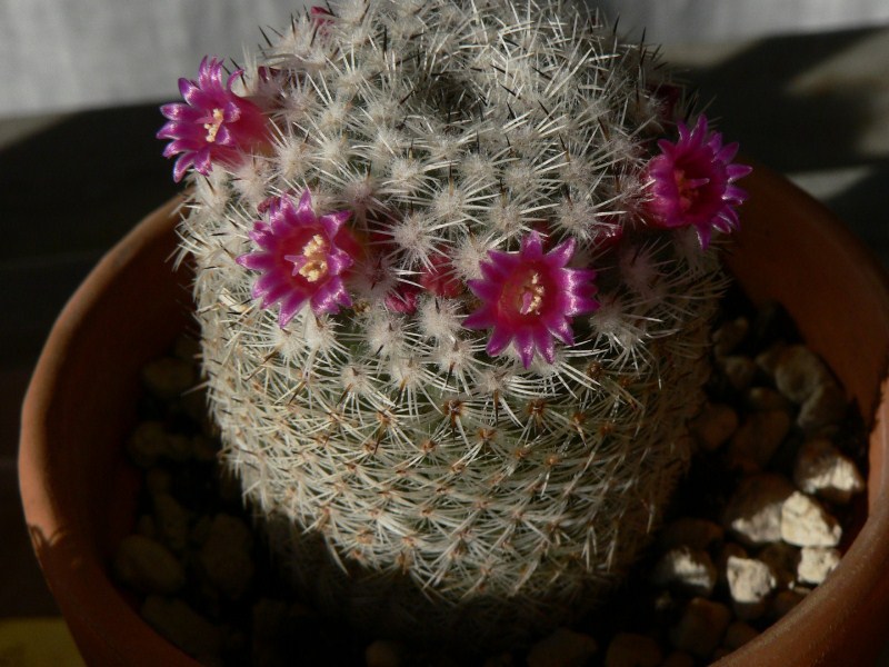 Mammillaria matudae 