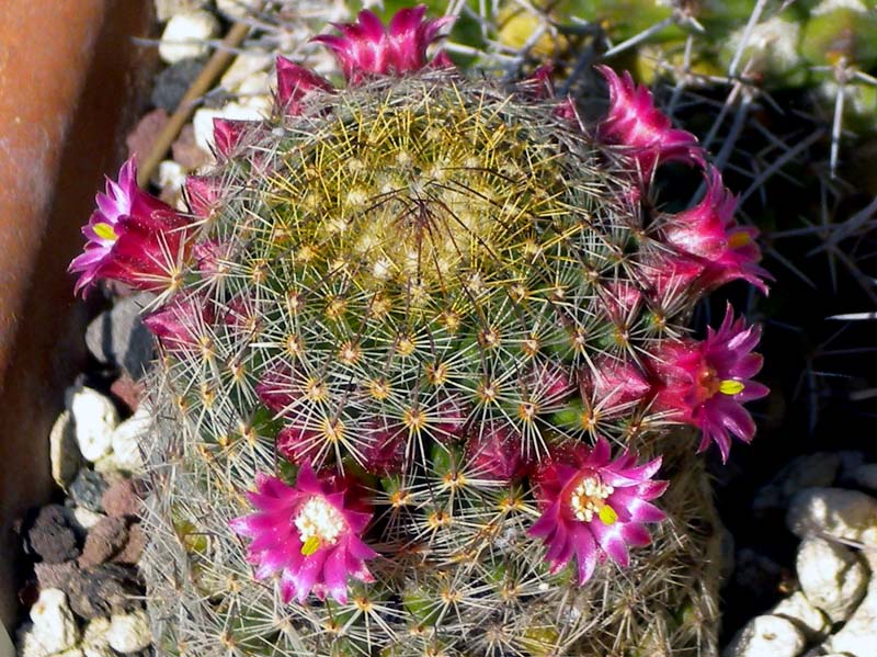 Mammillaria matudae 