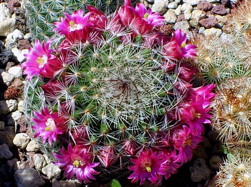 Mammillaria matudae 