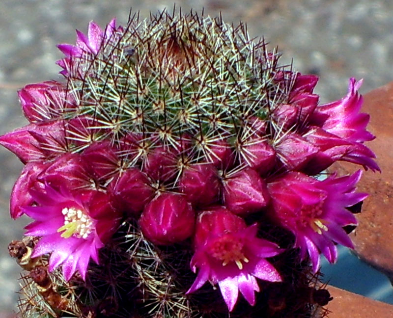 Mammillaria matudae 