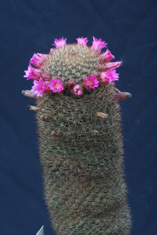 Mammillaria spinosissima 