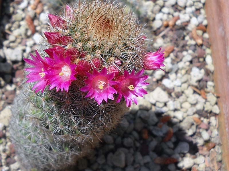 Mammillaria matudae v. spinosior 