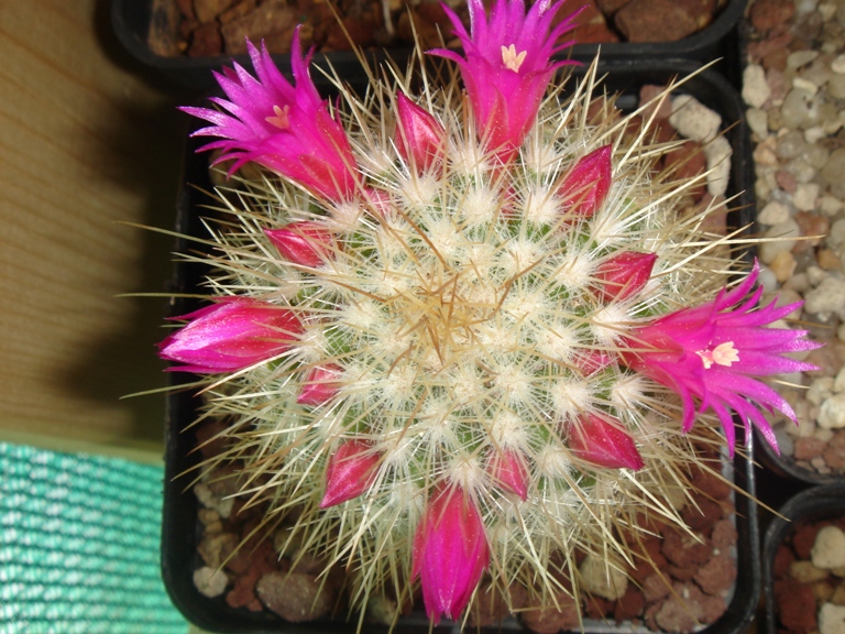 Mammillaria matudae MG 754