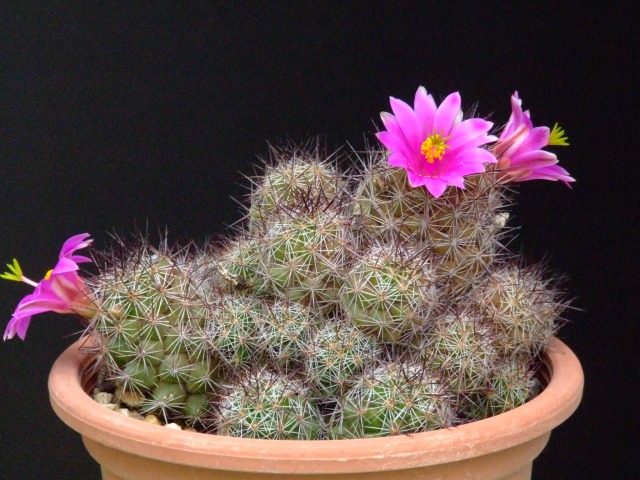 Mammillaria mazatlanensis 