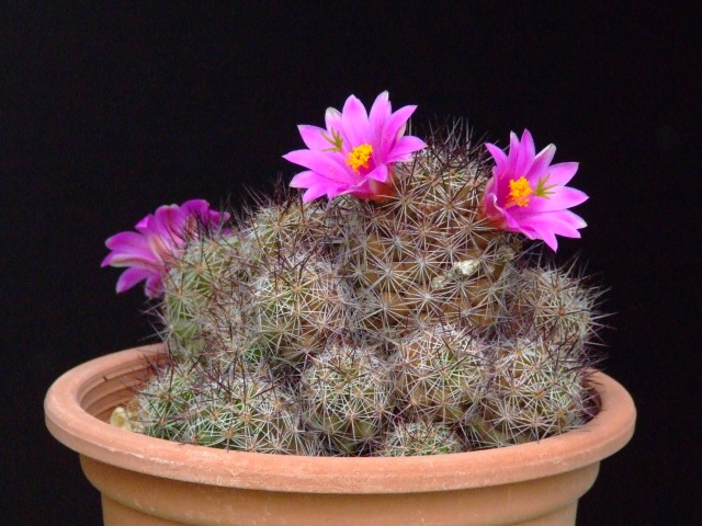 Mammillaria mazatlanensis 