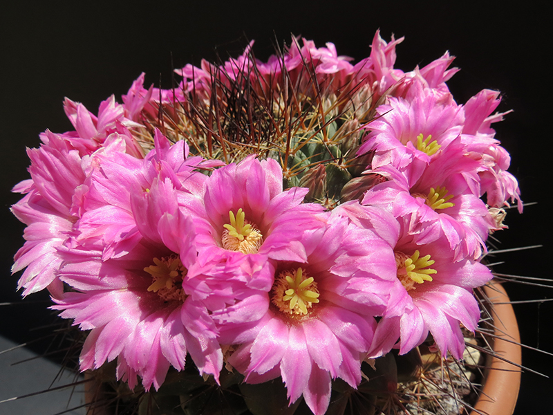 Mammillaria melanocentra 