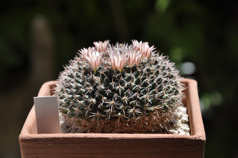 Mammillaria melispina ROG 95