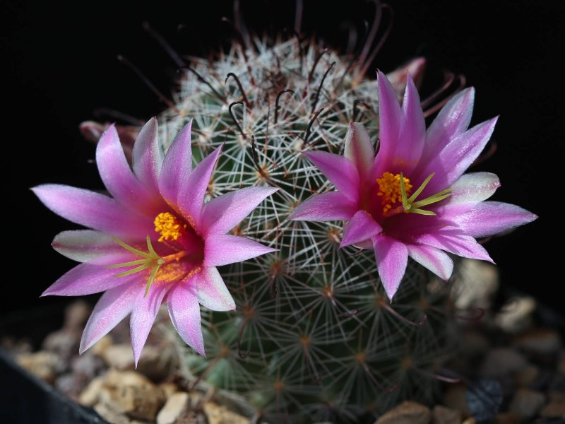 Mammillaria meridiorosei SB3