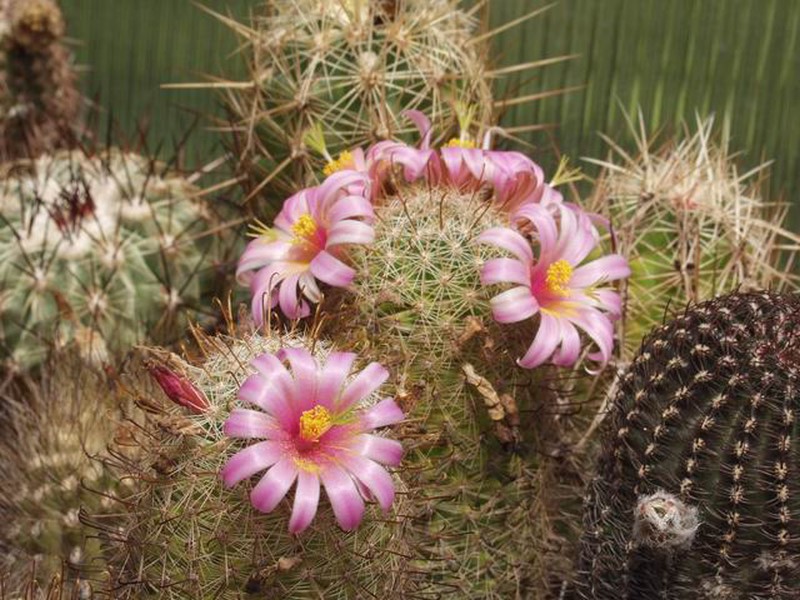 Mammillaria microcarpa v. auricarpa 