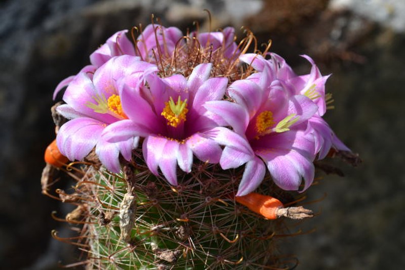 Mammillaria microcarpa v. auricarpa 