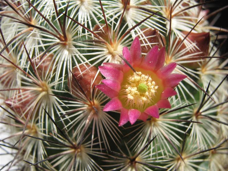 Mammillaria microhelia 