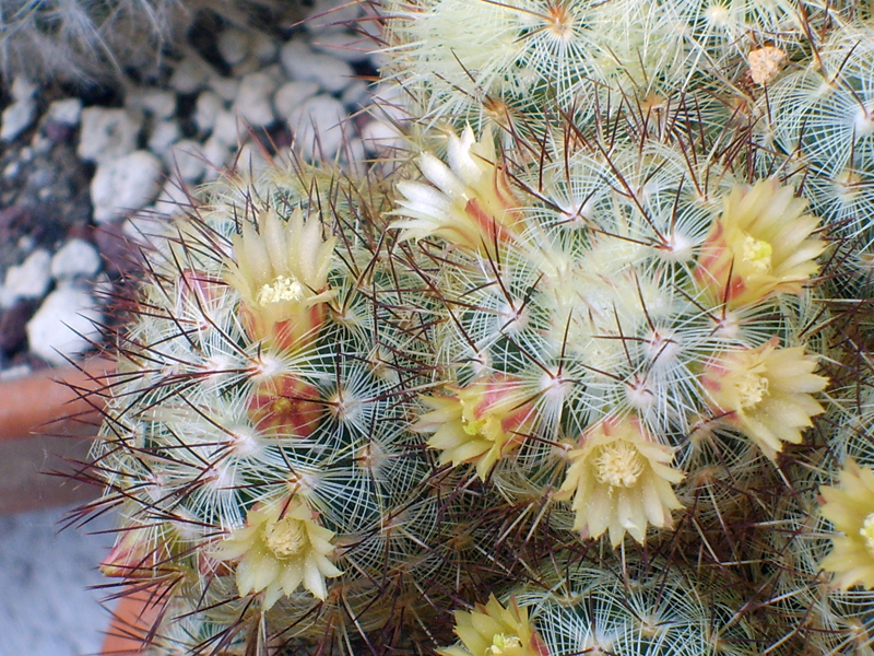 Mammillaria microhelia 