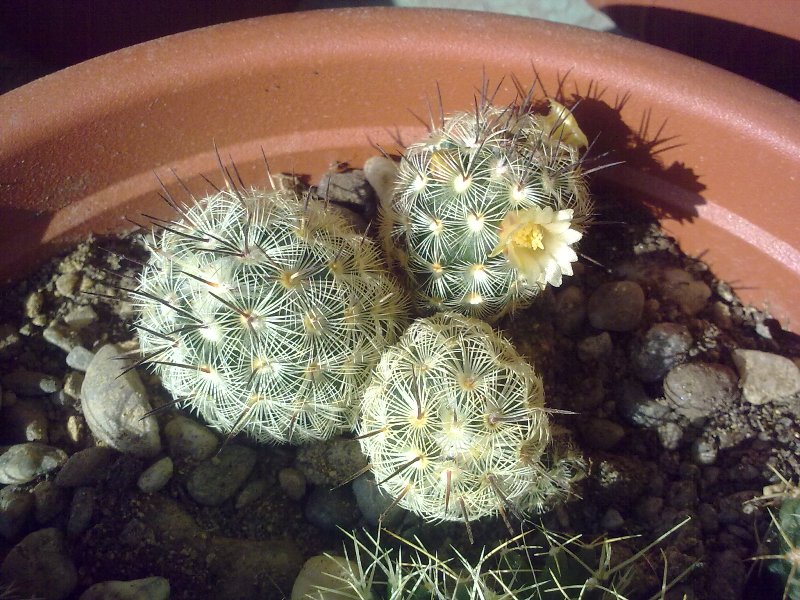 Mammillaria microhelia 