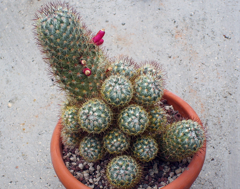 Mammillaria microhelia 