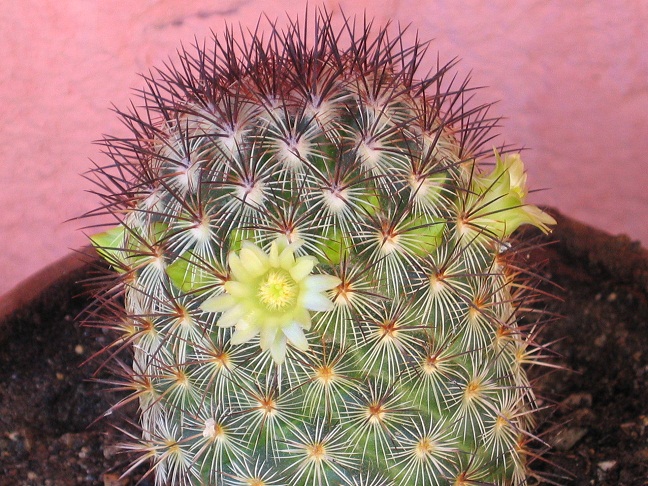 Mammillaria microhelia 