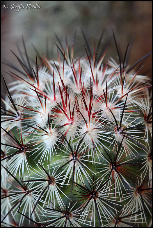 Mammillaria microhelia 