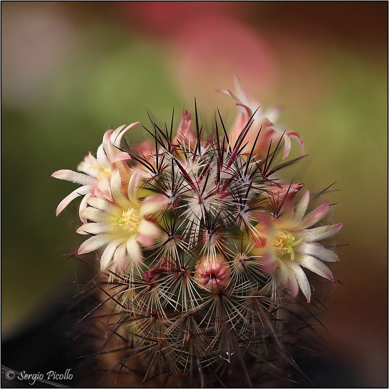 Mammillaria microhelia 