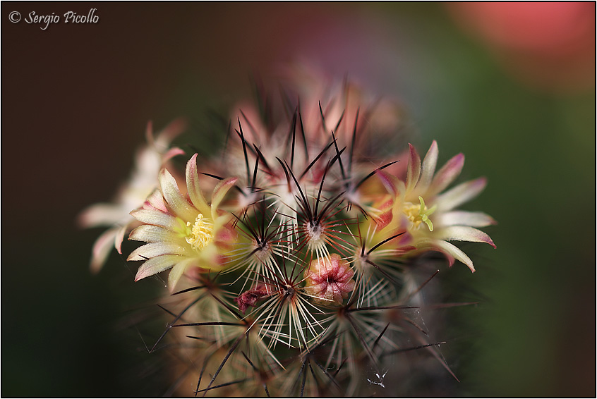 Mammillaria microhelia 