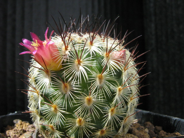 Mammillaria microhelia 