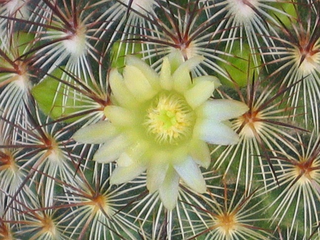 Mammillaria microhelia 