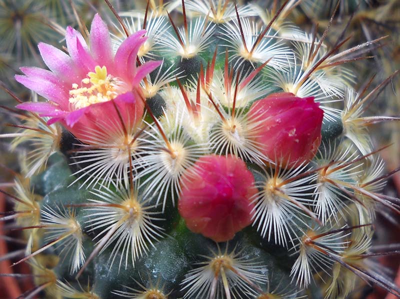 Mammillaria microhelia 