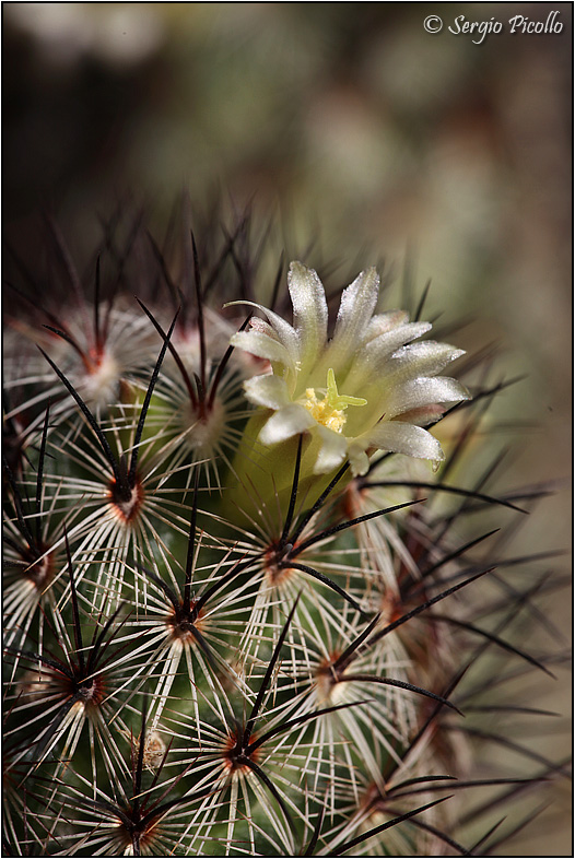 Mammillaria microhelia 