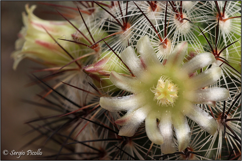 Mammillaria microhelia 