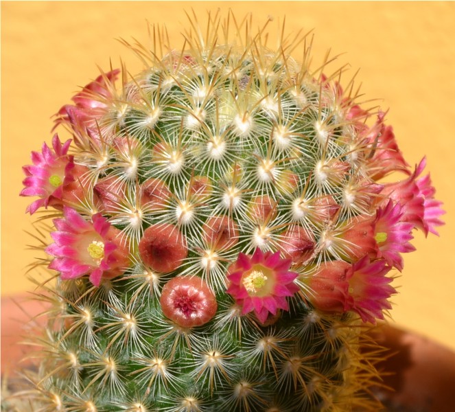 Mammillaria microhelia 