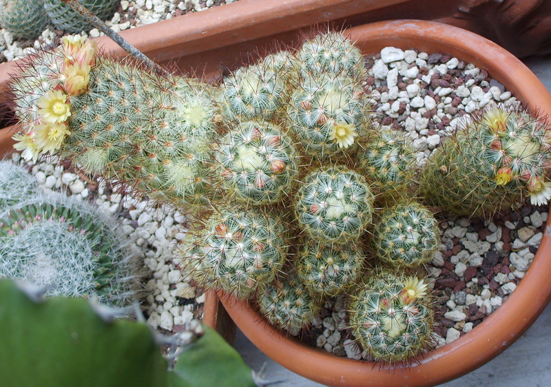 Mammillaria microhelia 