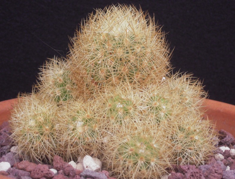 Mammillaria mieheana 