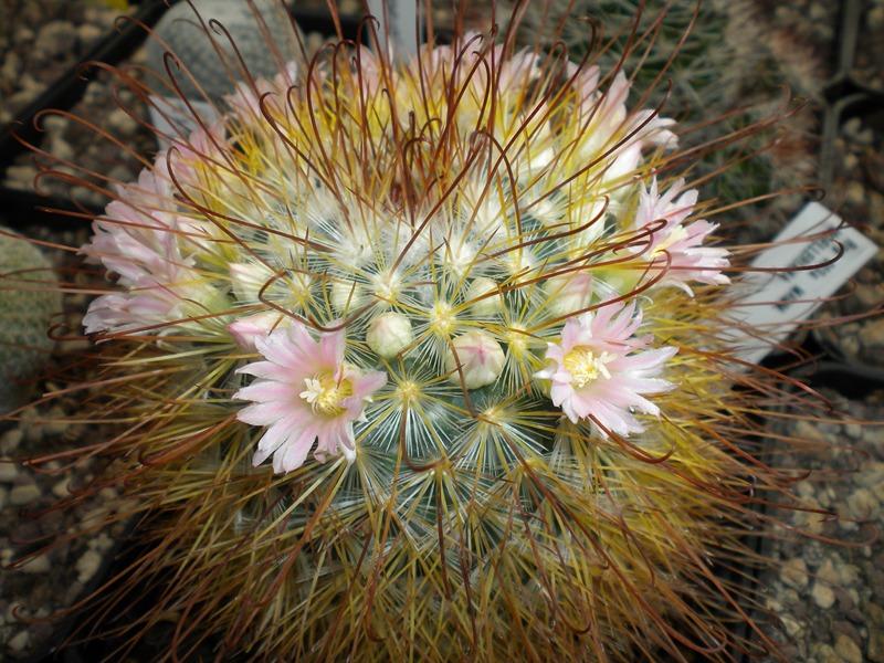 Mammillaria moelleriana ROG003a