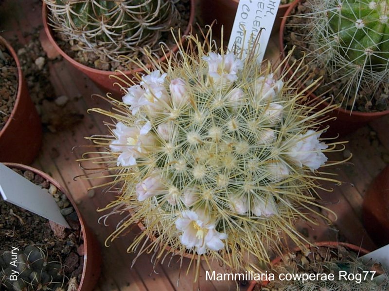 Mammillaria cowperae Rog 77