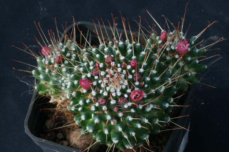 Mammillaria cv. allavena 