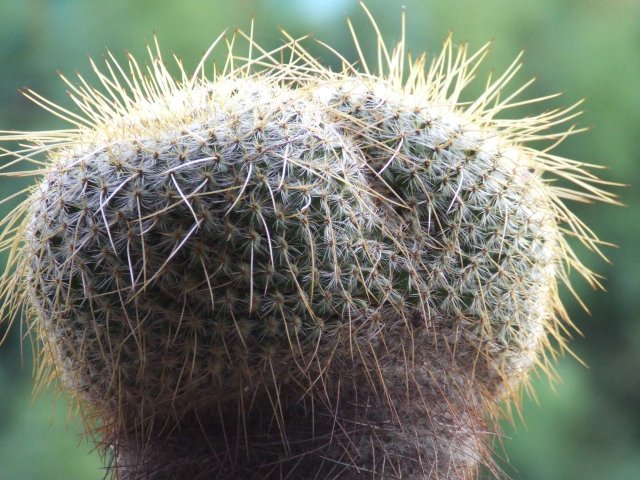 Mammillaria muehlenpfordtii 