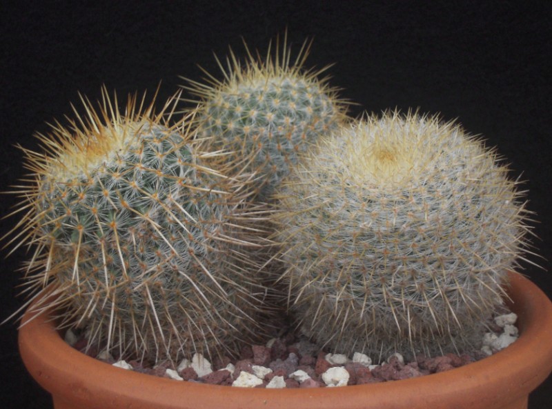 Mammillaria muehlenpfordtii 