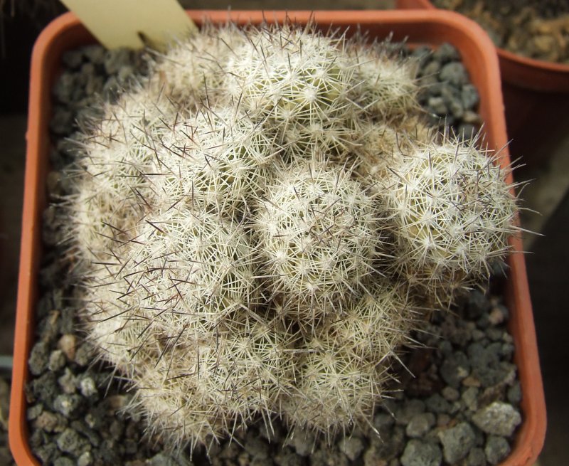 Mammillaria multidigitata 