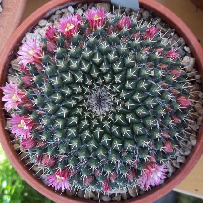 Mammillaria mystax 