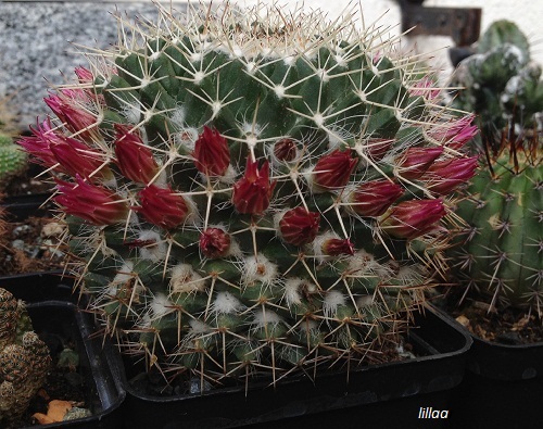 Mammillaria mystax 