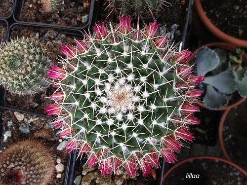 Mammillaria mystax 