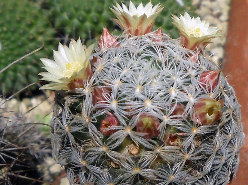 Mammillaria nana ssp. duwei 