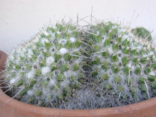 Mammillaria nejapensis 