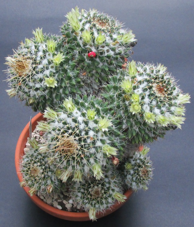 Mammillaria karwinskiana ssp. nejapensis 