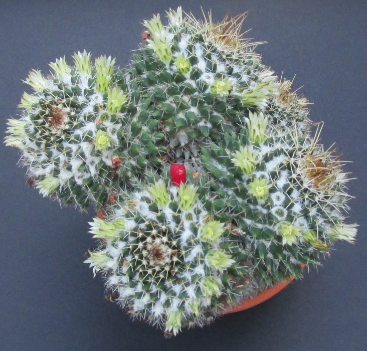 Mammillaria karwinskiana ssp. nejapensis 