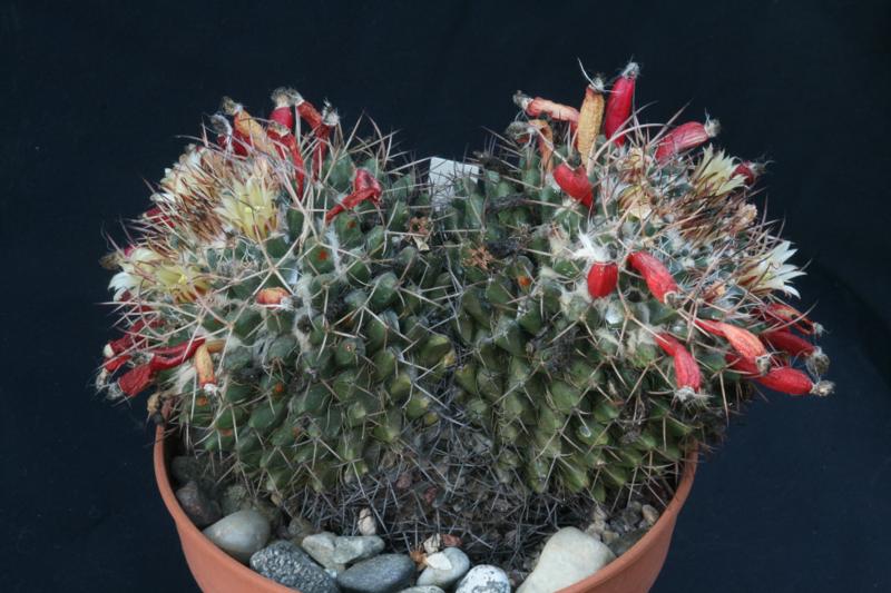 Mammillaria nejapensis 