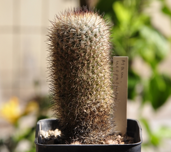 Mammillaria neopalmeri 